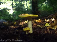 Gele berkenrussula [Russula claroflava]
